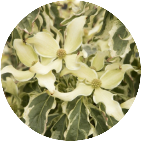 'wolf Eyes' Kouse Dogwood Herbeins Garden Center - Information (500x500), Png Download