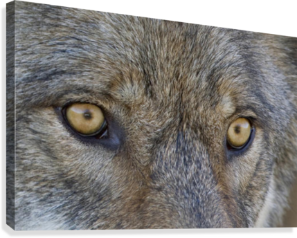 Close Up Of Face And Eyes Of A Gray Wolf, Denal National - Posterazzi Close Up Of Face And Eyes (429x344), Png Download