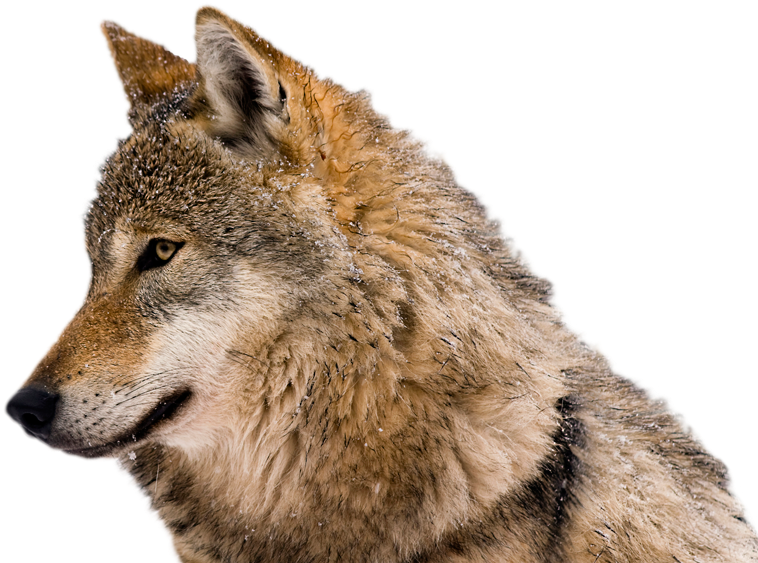 Wolf-nobackground - Mensagem De Bom Dia Com Lobos (1000x568), Png Download