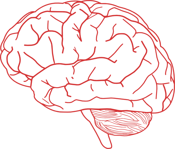 Human Brain Clipart - Brain Clipart Transparent (600x511), Png Download