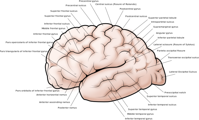 The Allen Institute For Brain - Gyri And Sulci (640x387), Png Download