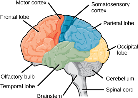 Sagittal, Or Side View Of The Human Brain Shows The - Brain Lobes And Cortexes (469x370), Png Download
