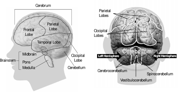 Spoke Brain (600x310), Png Download