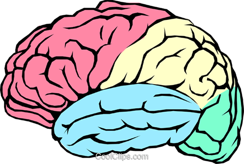 The Human Brain Royalty Free Vector Clip Art Illustration - Brain Transparent (480x322), Png Download