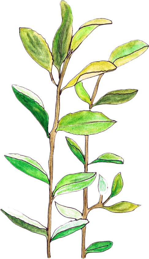 Plant Leaves Illustration - Transparent Leaves (486x842), Png Download