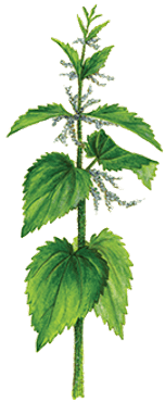 Blossoming Nettle - Portable Network Graphics (400x400), Png Download