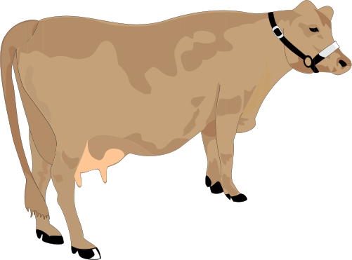 Cow Vector - Cattle (501x371), Png Download