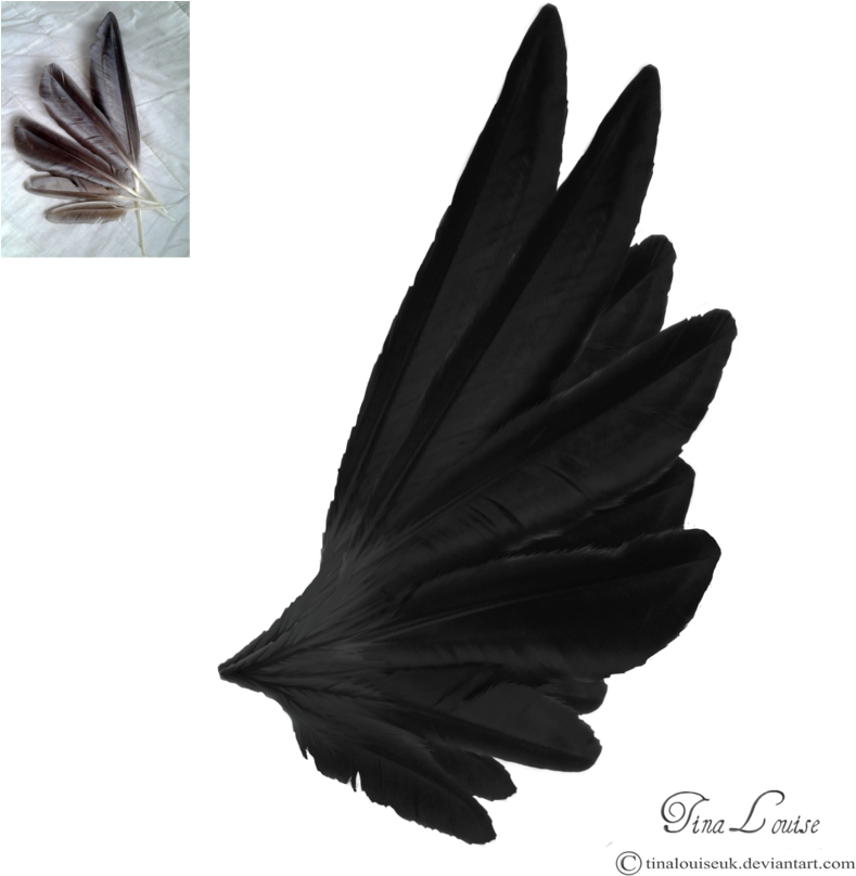 Dark Angel Wings By Tinalouiseuk On Deviantart - Angel Wings Side View Black (894x894), Png Download