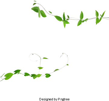 Ivy Vines, Plant, Green, Ivy Png And Psd - Portable Network Graphics (360x360), Png Download