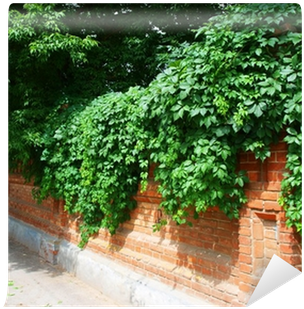 Stone Wall Of The Old Brick And Green Vines Wall Mural - Stone Wall Of The Old Brick Large Tote Bag, Adult Unisex, (400x400), Png Download