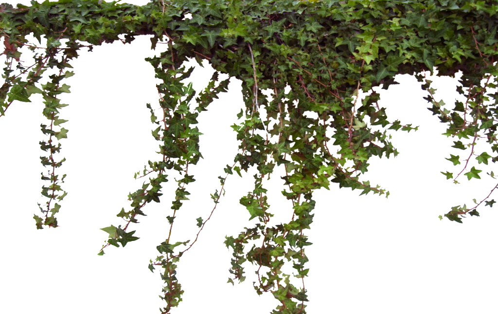 0328095052251 04 Ivy0062 4 L 1 1 - Vines Transparent Png (1024x645), Png Download