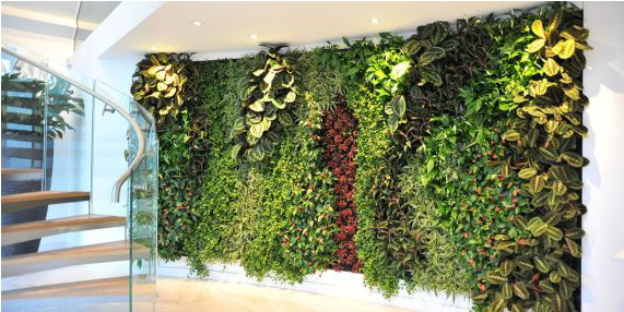 Living Plant Walls - Wall (570x428), Png Download
