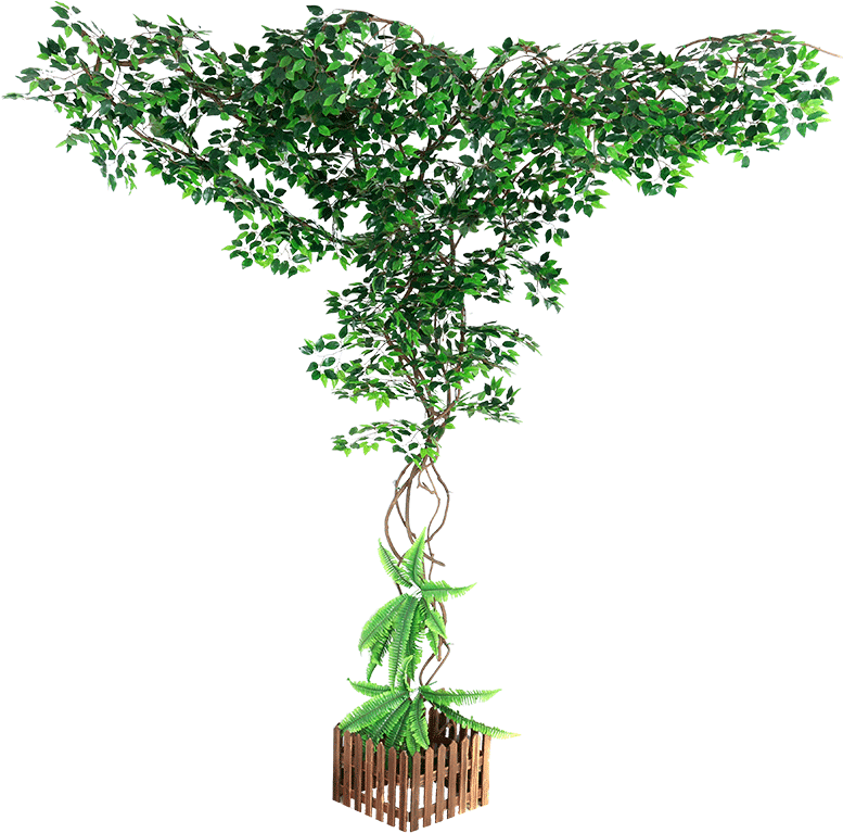 Color Classification, Banc Tree Leaf Banc Tree Leaf - Plants (800x800), Png Download