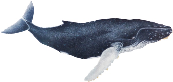 Hd Transparent Images Pluspng Clip Art Library - Baleia Em Png (600x285), Png Download