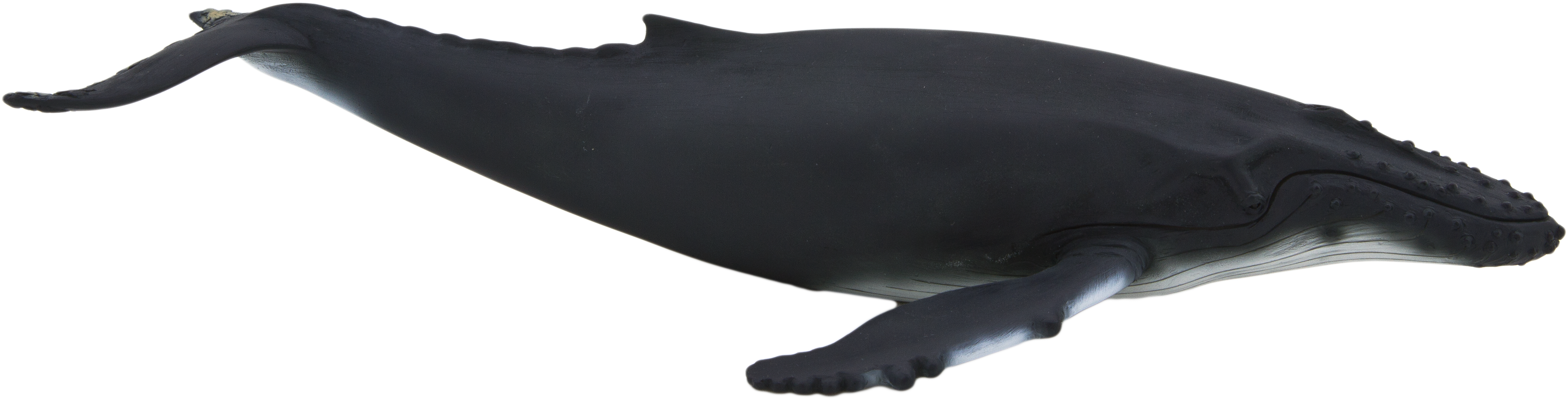 Humpback Whale - Animal Planet - Humpback Whale (540x360), Png Download