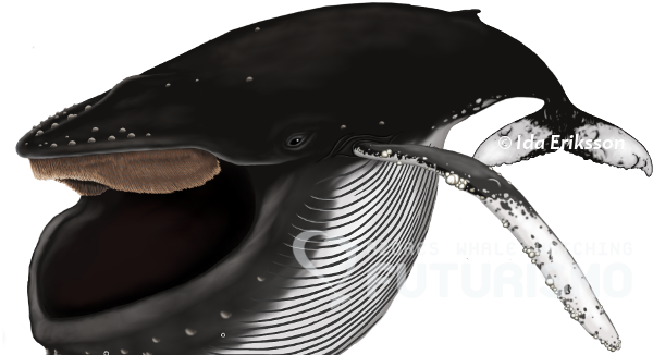 Azores Whale Watching Futurismo - Blue Whale (640x336), Png Download