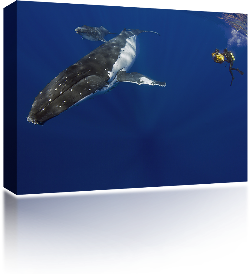 Humpback Whale Diver - Underwater (1024x1024), Png Download