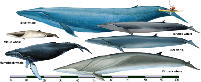 Breeding Occurs In The Caribbean And Cape Verde - Minke Whale Size (836x343), Png Download