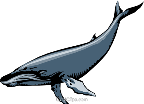 Humpback Whales Royalty Free Vector Clip Art Illustration - Sprem Whale Transparent Gif (480x346), Png Download