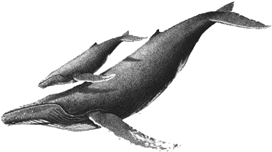 Whale Drawing, Whale Sketch, Humpback Whale Tattoo, - Humpback Whale Drawing (480x343), Png Download