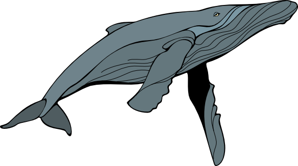 Humpback Whale Clipart - Retten Sie Die Wale Grußkarte (600x335), Png Download