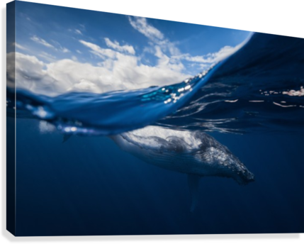 Humpback Whale And The Sky Canvas Print - Barathieu Gabriel Canvas Prints - Humpback Whale (429x344), Png Download