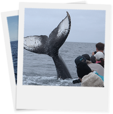 Have A Whale Of A Time - Juneau (370x371), Png Download