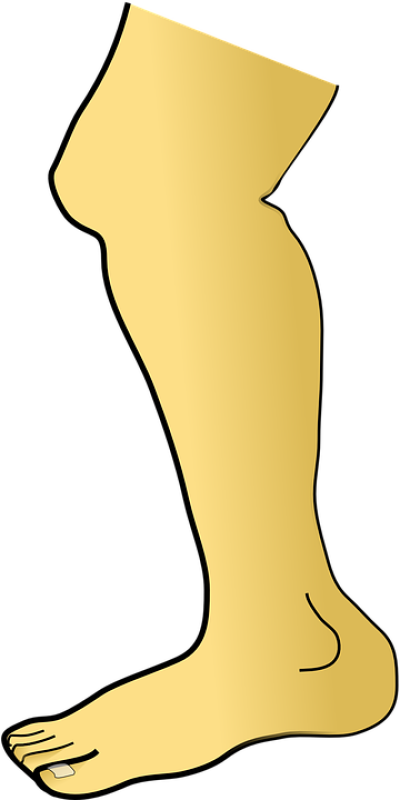Banner Royalty Free Library Leg Free - Leg Clipart (294x592), Png Download