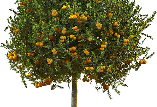 Clorose Variegada Dos Citros Ou Amarelinho, Xylella - Gospel Of Adam [book] (531x364), Png Download