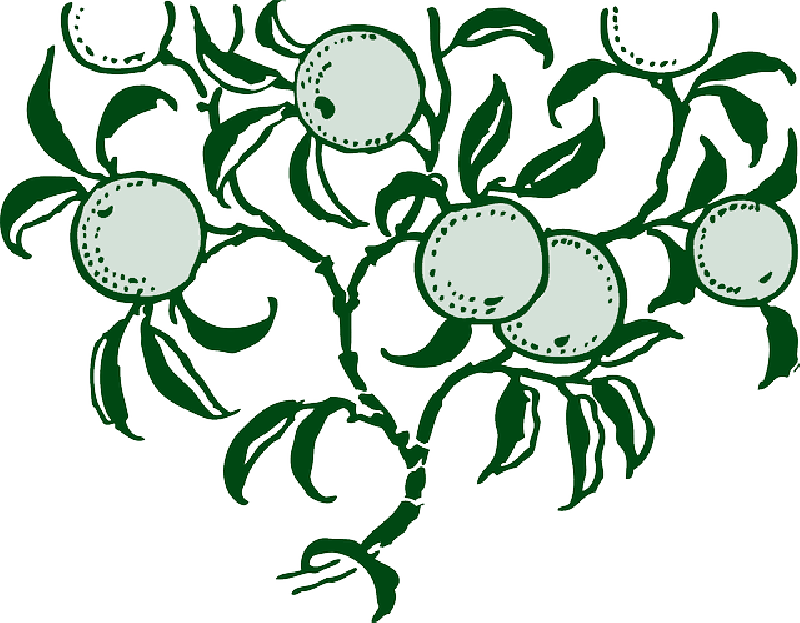 Mb Image/png - Oranges On Tree Shower Curtain (800x623), Png Download