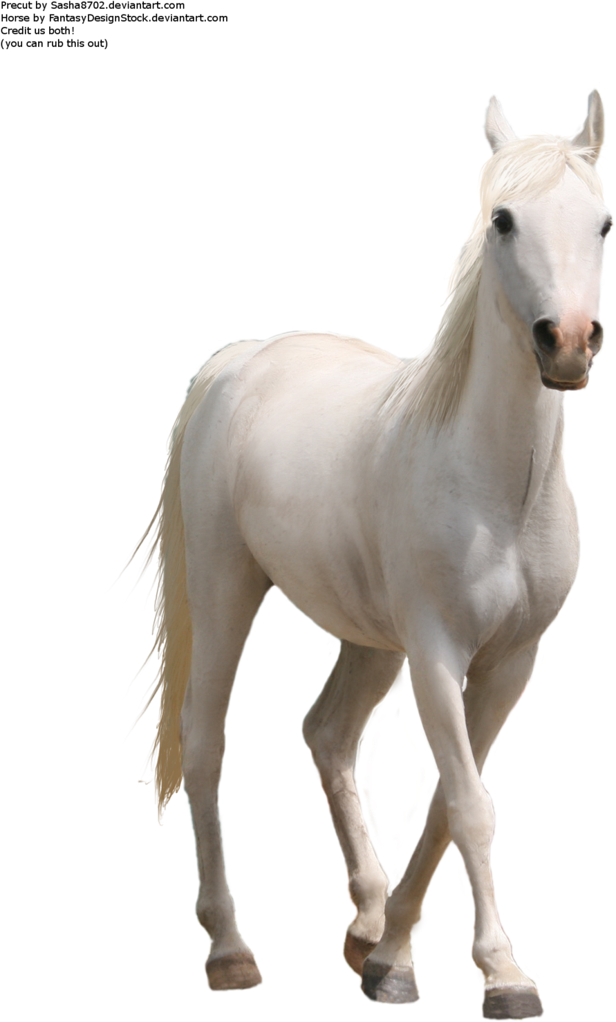 Horse Png Transparent Images Png All - Horse Png (1024x1510), Png Download
