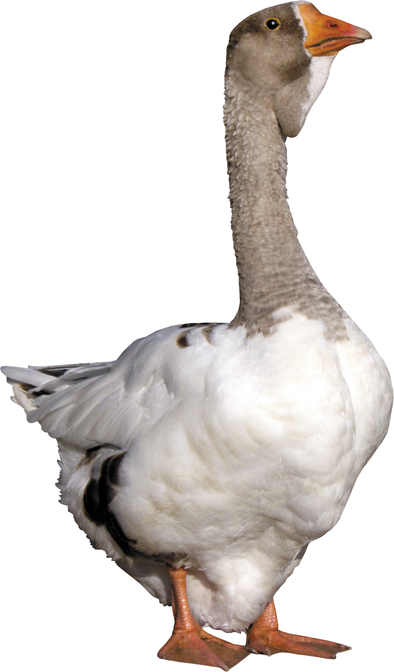 Goose Png Pics - Cuello De Ganso Png (1499x2560), Png Download
