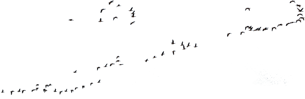 Goose Transparent Flight Clipart Royalty Free Download - Flock Of Geese Png (1024x338), Png Download