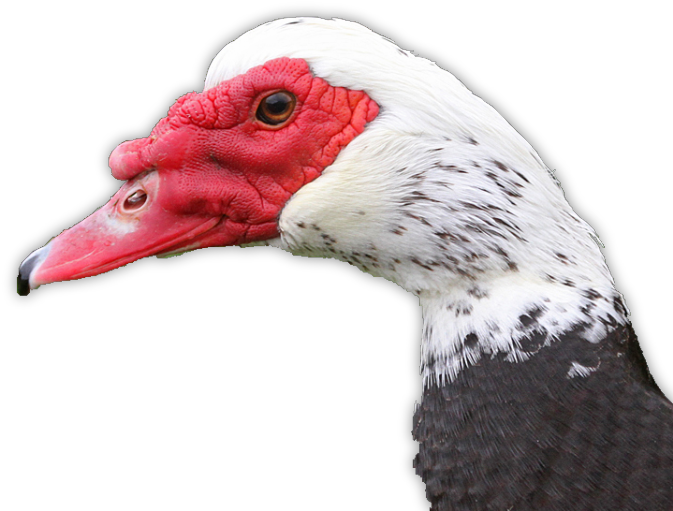 Greg Carlson - - Canvasback Duck (702x527), Png Download