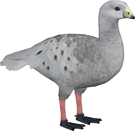 Cape Barren Goose - Wiki (552x552), Png Download