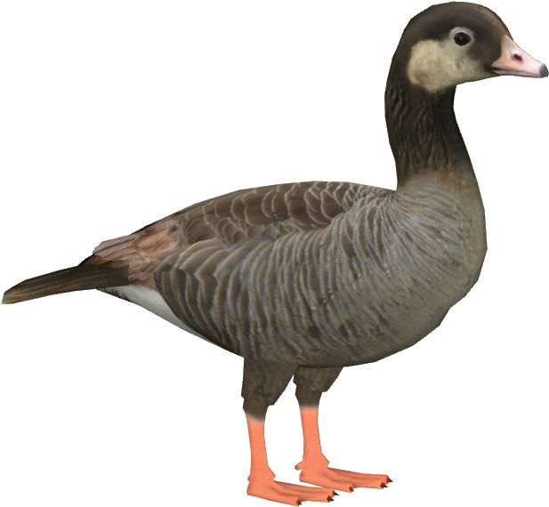 Canlag Goose - Duck (616x616), Png Download
