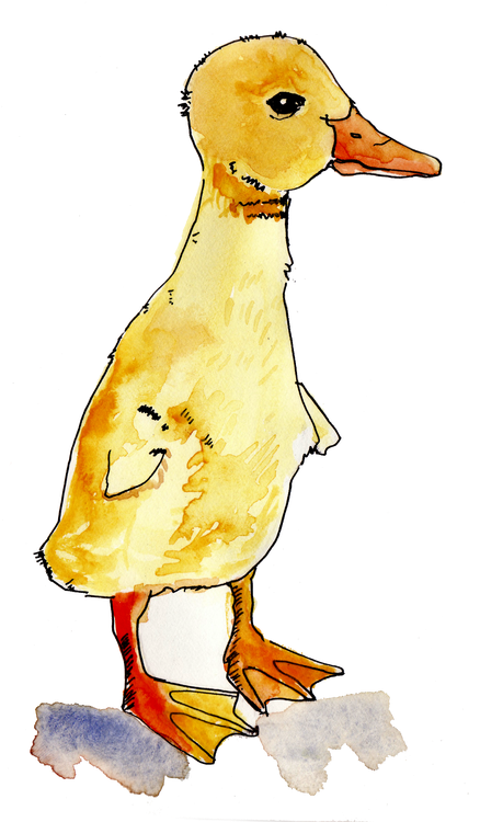 Watercolors Are Beautiful, Arent They I Am Learning - Duck (438x800), Png Download