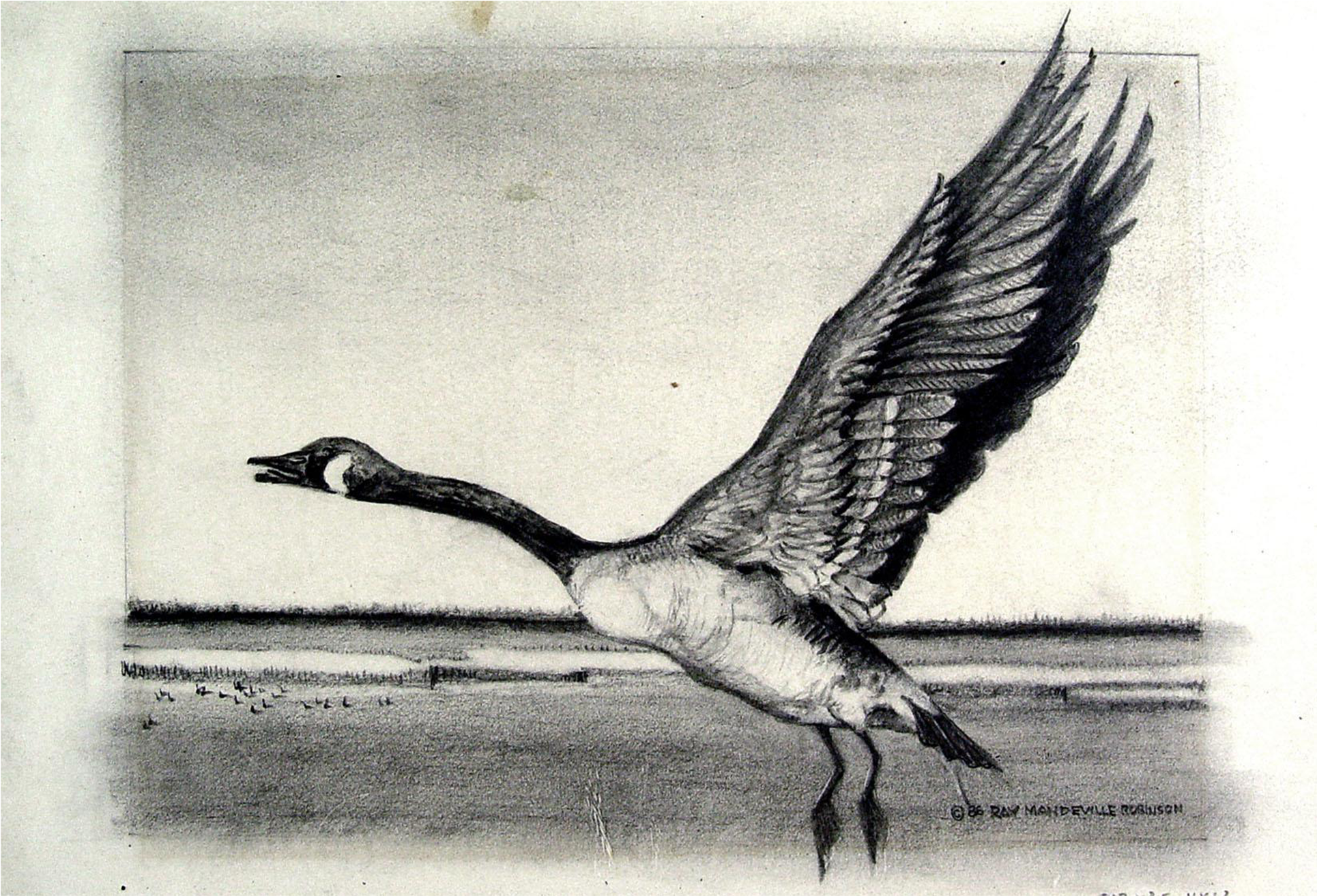 Canadian Goose Pencil Study Drawing - Drawing (2143x1458), Png Download