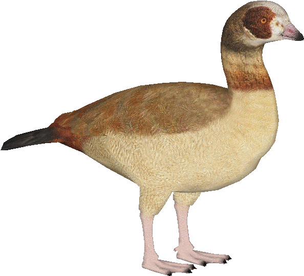 Egyptiangoose - Zt2 Download Library Ducks (623x623), Png Download