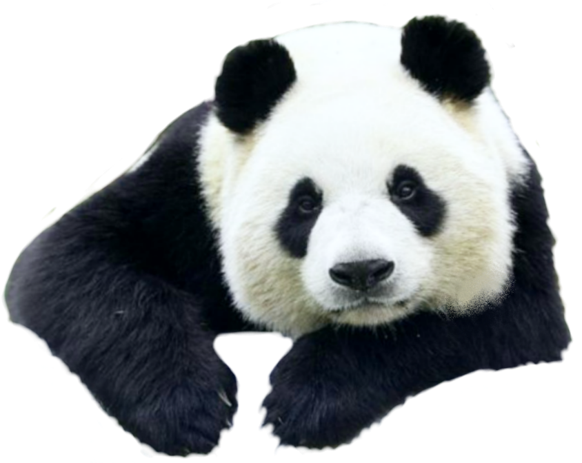 Petsandanimals Animals Animal Panda Pandas Ftestickers - Giant Panda (844x672), Png Download