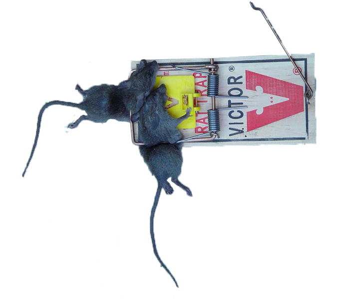 Rat Trap Snitches Beware - Victor Rat Trap (695x600), Png Download