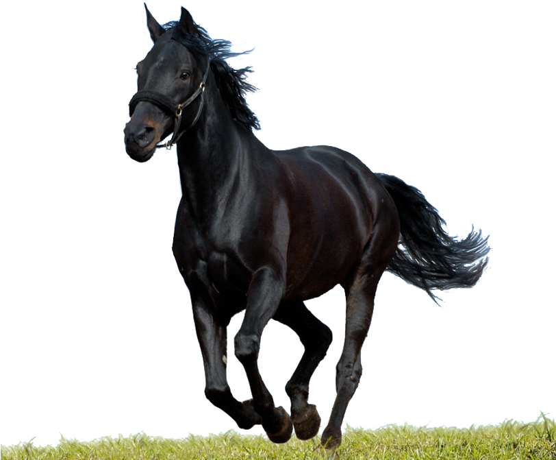 Black Horse Psd Runing - Png Horse (811x687), Png Download