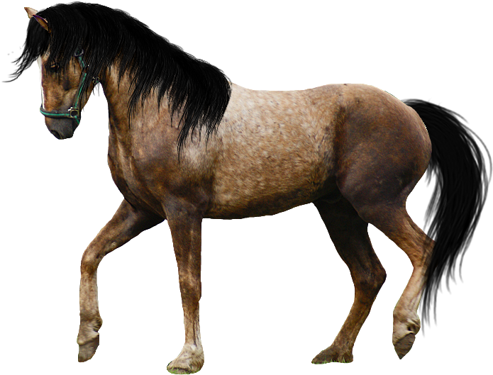 Horse Png Image - Beautiful Horse Png (968x648), Png Download