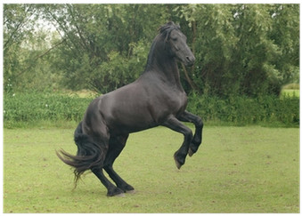 Black Horse Rearing (400x400), Png Download
