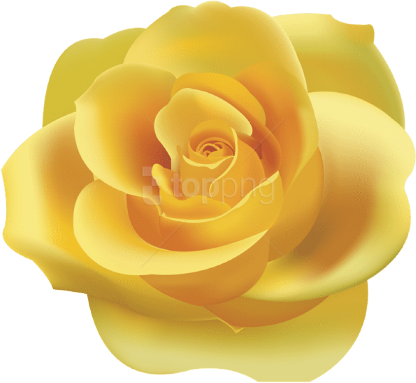 Yellow Rose Png Clip Art - Yellow Rose Clipart Png (600x554), Png Download
