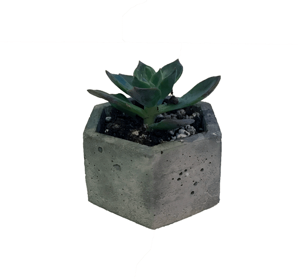 Succulent Png Freeuse Stock - Flowerpot (600x588), Png Download
