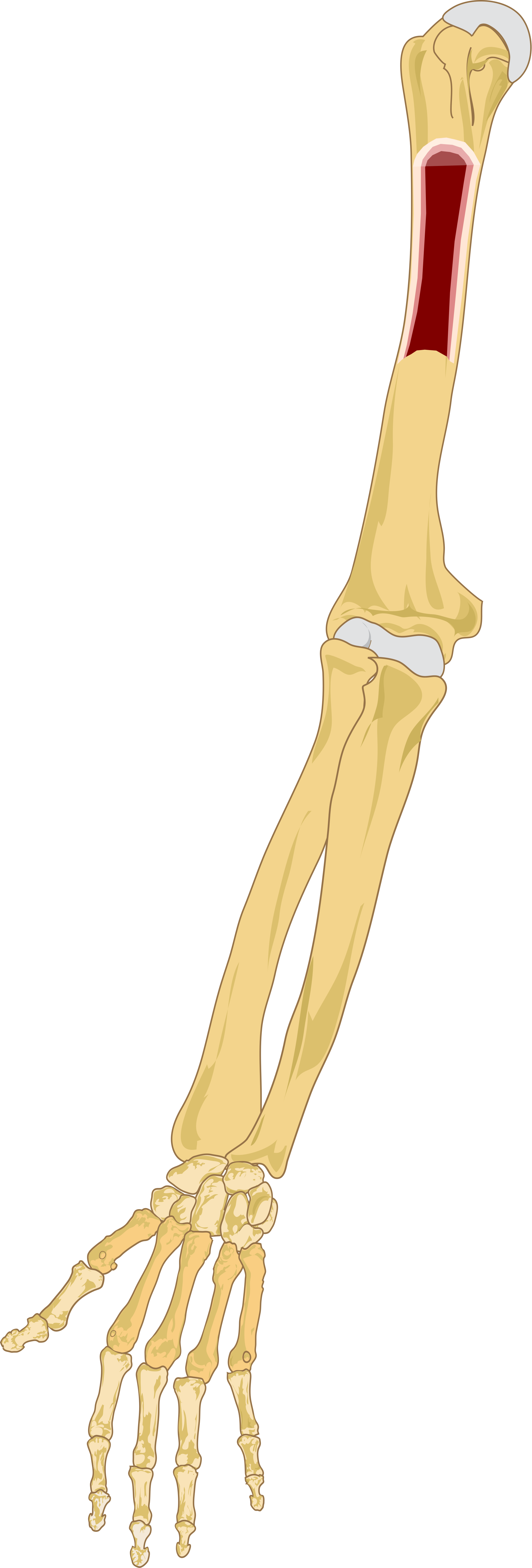 Clipart Black And White File Right Marrow Svg Wikimedia - Bone Marrow In The Arms (2000x5895), Png Download