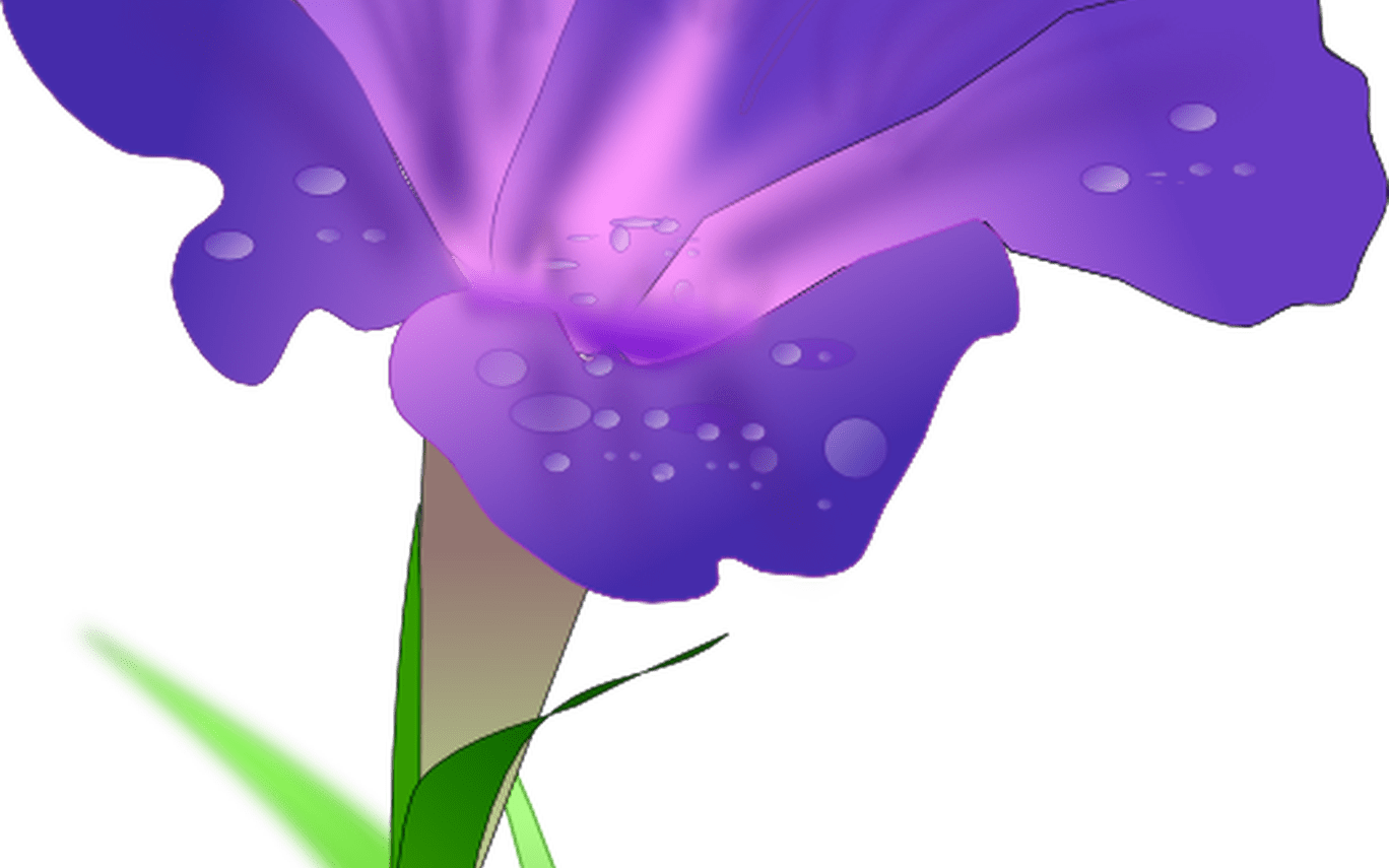 Iris Flower Clip Art Free Clipart Panda Free Clipart - Morning Glory Png (1368x855), Png Download