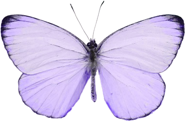 Violet My Butterfly Tumblr - Pink Butterfly Transparent (400x400), Png Download