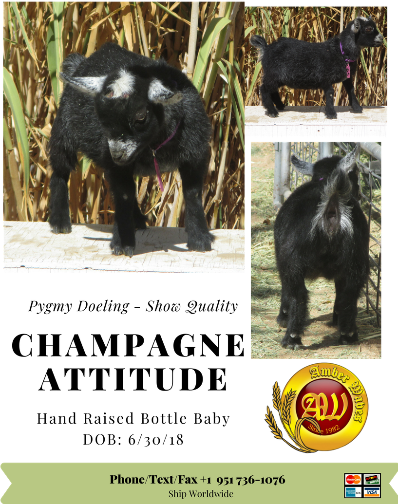 Gorgeous Show Quality African Pygmy Dog Kid - Goat (816x1056), Png Download